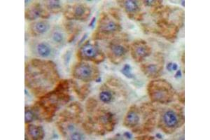 Immunohistochemistry (IHC) image for anti-Peptidylprolyl Isomerase F (PPIF) (AA 45-196) antibody (ABIN1860292)