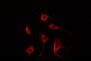 ABIN6274979 staining Hela cells by IF/ICC. (CDC42EP2 抗体  (N-Term))
