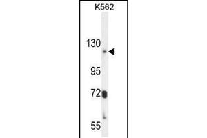 Western blot analysis in K562 cell line lysates (35ug/lane). (ATP8A2 抗体  (N-Term))