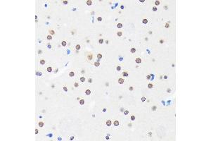 Immunohistochemistry (IHC) image for anti-Myelin Expression Factor 2 (MYEF2) (AA 1-120) antibody (ABIN7268721)