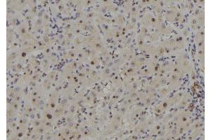 ABIN6278350 at 1/100 staining Human liver tissue by IHC-P. (COPS7B 抗体  (Internal Region))