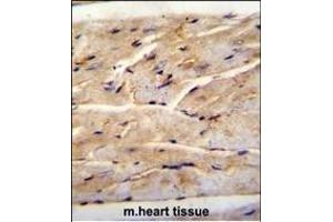 RMD1 Antibody (N-term) (ABIN655830 and ABIN2845248) immunohistochemistry analysis in formalin fixed and paraffin embedded mouse heart tissue followed by peroxidase conjugation of the secondary antibody and DAB staining. (RMD1 抗体  (N-Term))