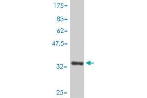 Western Blot detection against Immunogen (34. (LSM6 抗体  (AA 1-80))