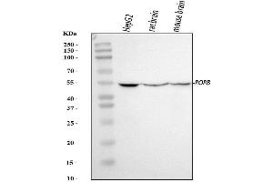 Western blot analysis of ROR Beta/RORB using anti-ROR Beta/RORB antibody (ABIN7599423).