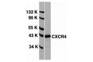 Western Blotting (WB) image for anti-Chemokine (C-X-C Motif) Receptor 4 (CXCR4) (N-Term) antibody (ABIN1031336) (CXCR4 抗体  (N-Term))