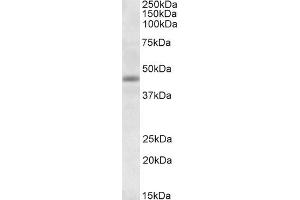ABIN185291 (1µg/ml) staining of Human Heart lysate (35µg protein in RIPA buffer).