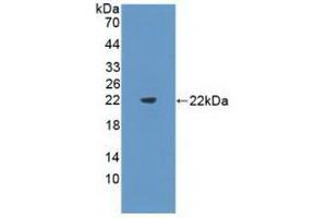 Western blot analysis of recombinant Mouse Flt3L. (FLT3LG 抗体  (AA 27-189))