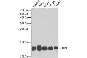 Western blot analysis of extracts of various cell lines using TXN Polyclonal Antibody at dilution of 1:1000. (TXN 抗体)