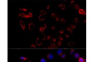 Immunofluorescence (IF) image for anti-Coatomer Protein Complex, Subunit beta 2 (COPB2) antibody (ABIN7011528)