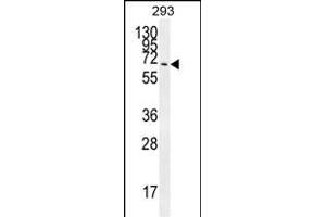 CCDC37 Antibody (N-term) (ABIN654582 and ABIN2844284) western blot analysis in 293 cell line lysates (35 μg/lane). (CCDC37 抗体  (N-Term))
