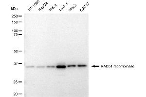 Western blotting analysis using RAD51 recombinase antibody (ABIN7798367). (Recombinant RAD51 抗体)