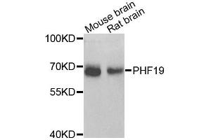 Western blot analysis of extracts of various cell lines, using PHF19 antibody (ABIN5975738) at 1/1000 dilution. (PHF19 抗体)