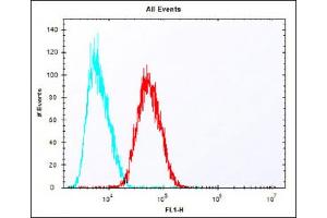 Overlay histogram showing HepG2 cells stained with (ABIN6242230 and ABIN6577881) (red line). (EpCAM 抗体  (C-Term))