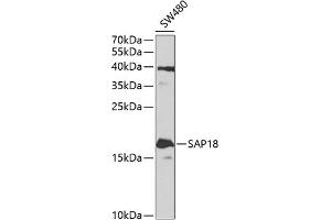 Western blot analysis of extracts of SW480 cells, using S antibody (ABIN1682621, ABIN3018891, ABIN3018892 and ABIN6220612) at 1:1000 dilution. (SAP18 抗体  (AA 21-172))