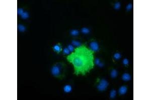 Anti-PEX5 mouse monoclonal antibody (ABIN2453449) immunofluorescent staining of COS7 cells transiently transfected by pCMV6-ENTRY PEX5 (RC202062). (PEX5 抗体)