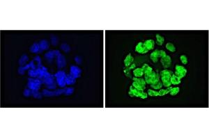 GLIS1 antibody (mAb) tested by Immunofluorescence. (GLIS1 抗体  (N-Term))