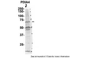 Sample Type: 3. (PDIA4 抗体  (N-Term))