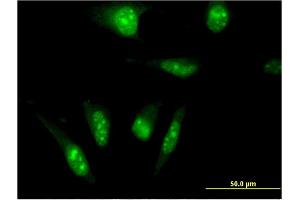 Immunofluorescence (IF) image for anti-TAF7-Like RNA Polymerase II, TATA Box Binding Protein (TBP)-Associated Factor, 50kDa (TAF7L) (AA 231-332) antibody (ABIN527068)