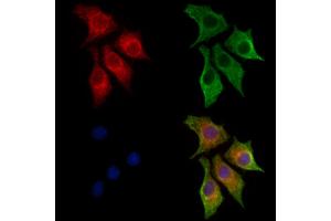 ABIN7094387 and ABIN7098434 staining HepG2 cells by IF/ICC. (NECAP1 抗体  (N-Term))