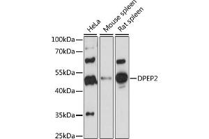 Western blot analysis of extracts of various cell lines, using DPEP2 antibody (ABIN7266781) at 1:1000 dilution.
