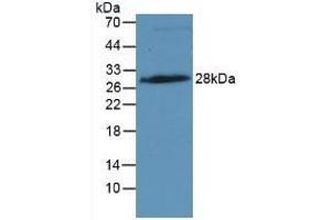 Detection of IGFBP4 in Rat Placenta Tissue using Monoclonal Antibody to Insulin Like Growth Factor Binding Protein 4 (IGFBP4) (IGFBP4 抗体  (AA 22-258))