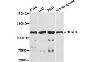 Western blot analysis of extracts of various cell lines, using NLRC4 antibody. (NLRC4 抗体)