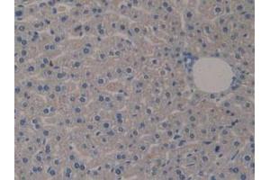 IHC-P analysis of Mouse Liver Tissue, with DAB staining. (Klotho 抗体  (AA 516-955))