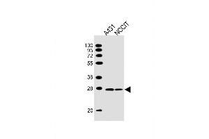 Lane 1: A431 Cell lysates, Lane 2: NCCIT Cell lysates, probed with BAP31 (1502CT208. (BCAP31 抗体)