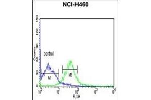 PRKACA Antibody (N-term K82) (ABIN390798 and ABIN2841043) flow cytometric analysis of NCI- cells (right histogram) compared to a negative control cell (left histogram). (PRKACA 抗体  (N-Term))