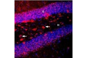 Expression of BDNF in mouse hippocampusImmunohistochemical staining of perfusion-fixed frozen mouse brain sections using Guinea pig Anti-BDNF Antibody (ABIN7042969, ABIN7045379 and ABIN7045380), (1:400), followed by goat anti-guinea pig-Cy3. (Brain-Derived Neurotrophic Factor (BDNF) Peptide)