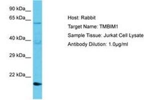 Image no. 1 for anti-Transmembrane BAX Inhibitor Motif Containing 1 (TMBIM1) (AA 46-95) antibody (ABIN6750655) (TMBIM1 抗体  (AA 46-95))