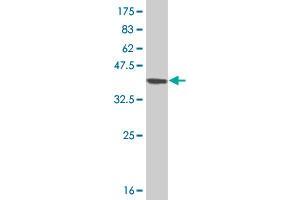Western Blotting (WB) image for anti-serine/threonine/tyrosine Kinase 1 (STYK1) (AA 50-159) antibody (ABIN527521)