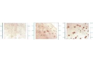 Immunocytochemistry/Immunofluorescence analysis using Mouse Anti-SOD3 Monoclonal Antibody, Clone 4GG11G6 . (SOD3 抗体  (HRP))