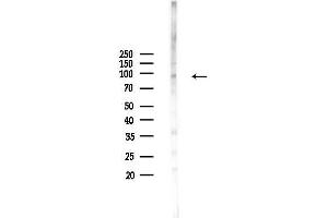 anti-NLR Family, Pyrin Domain Containing 6 (NLRP6) (pSer109) antibody