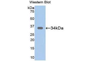 Western Blotting (WB) image for anti-Secreted Frizzled-Related Protein 1 (SFRP1) (AA 32-314) antibody (ABIN1078520) (SFRP1 抗体  (AA 32-314))