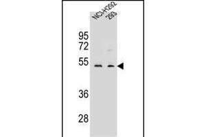 WDR86 Antibody (C-term) (ABIN656453 and ABIN2845737) western blot analysis in NCI-,293 cell line lysates (35 μg/lane). (WDR86 抗体  (C-Term))