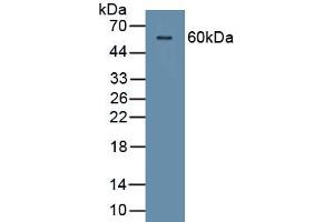 Corneodesmosin 抗体  (AA 33-300)
