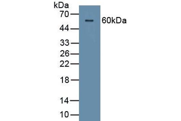 Corneodesmosin antibody  (AA 33-300)
