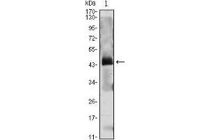 Western Blot showing PTH antibody used against PTH (AA: 1-115)-hIgGFc transfected HEK293 cell lysate. (PTH 抗体  (AA 1-115))