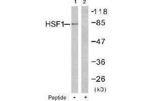 Image no. 1 for anti-Heat Shock Factor Protein 1 (HSF1) (Ser303) antibody (ABIN197514) (HSF1 抗体  (Ser303))
