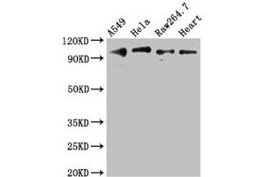 Western Blot Positive WB detected in: A549 whole cell lysate, Hela whole cell lysate, RAW264. (TLR5 抗体  (AA 682-850))