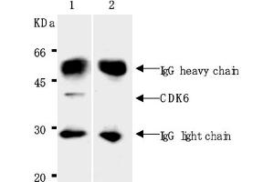 Western Blotting (WB) image for anti-Cyclin-Dependent Kinase 6 (CDK6) antibody (ABIN487480) (CDK6 抗体)