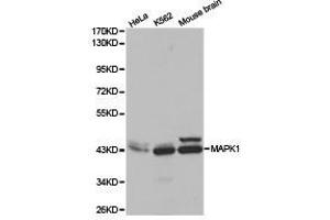 Western Blotting (WB) image for anti-Mitogen-Activated Protein Kinase 1 (MAPK1) (N-Term) antibody (ABIN1873622) (ERK2 抗体  (N-Term))