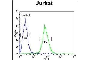 GGNBP2 Antibody (C-term) (ABIN651560 and ABIN2840301) flow cytometric analysis of Jurkat cells (right histogram) compared to a negative control cell (left histogram). (GGNBP2 抗体  (C-Term))