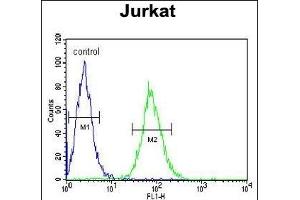 GGNBP2 Antibody (C-term) (ABIN651560 and ABIN2840301) flow cytometric analysis of Jurkat cells (right histogram) compared to a negative control cell (left histogram).