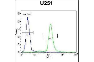 Flow cytometric analysis of U251 cells (right histogram) compared to a negative control cell (left histogram). (Acap3 抗体  (N-Term))