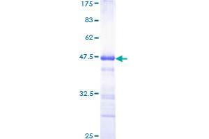 Image no. 1 for Zinc Finger Homeobox 3 (ZFHX3) (AA 2811-2910) protein (GST tag) (ABIN1325730)