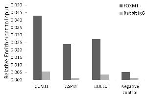 Chromatin immunoprecipitation analysis of extracts of 293T cells, using FOXM1 antibody (ABIN3023678, ABIN3023679, ABIN3023680, ABIN1679892 and ABIN6219567) and rabbit IgG. (FOXM1 抗体  (AA 1-350))