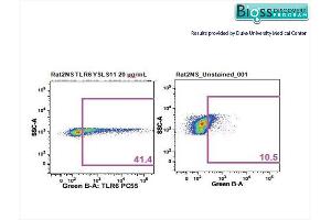 Rat splenocytes stained with Anti- TLR6/CD286 Polyclonal Antibody, PE-CY5. (TLR6 抗体  (AA 301-400))