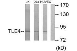 Western blot analysis of extracts from Jurkat/293/HuvEc cells, using TLE4 Antibody. (TLE4 抗体  (AA 161-210))